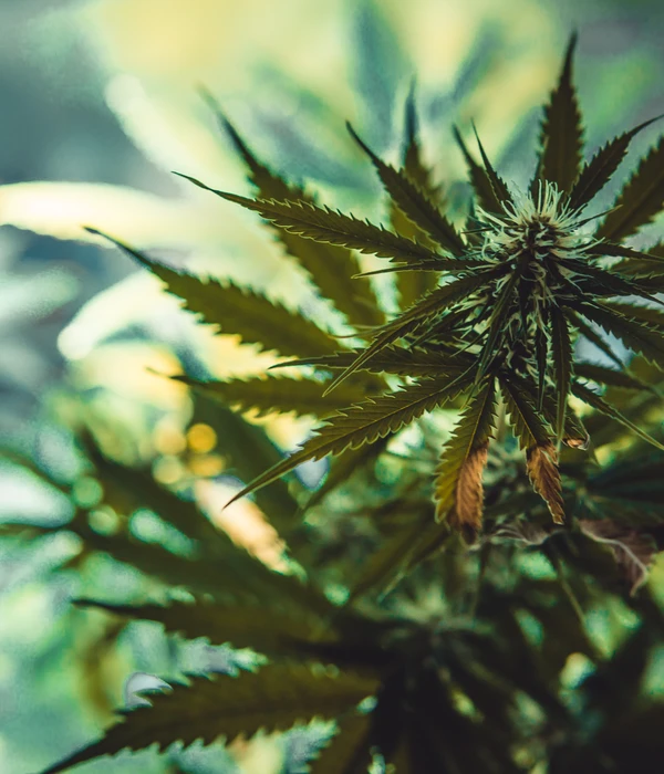 hojas de marihuana